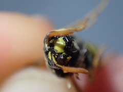 Polistes dominula