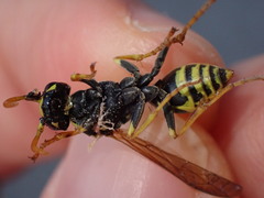 Polistes dominula
