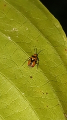Ambracius dufouri