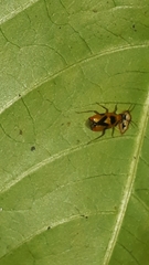 Ambracius dufouri
