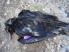 Corvus corone