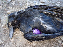 Corvus corone