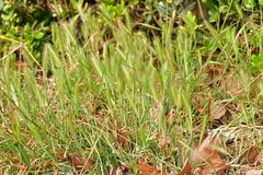 Hordeum secalinum