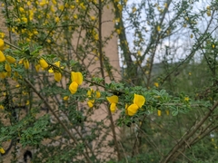 Cytisus arboreus