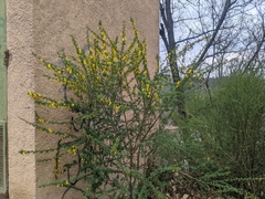 Cytisus arboreus