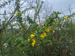 Cytisus arboreus