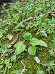 Plantago asiatica