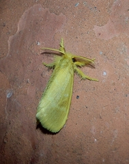Euproctis lutea
