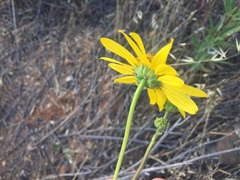 Helianthus gracilentus