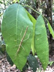 Sipyloidea