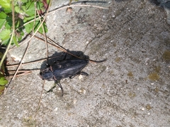 Chalcophora detrita