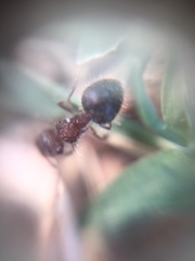 Meranoplus bicolor