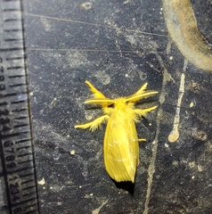 Euproctis lutea