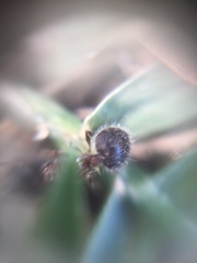 Meranoplus bicolor