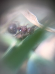 Meranoplus bicolor