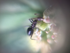 Lepisiota