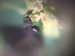 Lepisiota