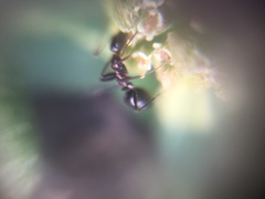 Lepisiota