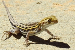 Ctenophorus maculatus