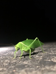 Paracaedicia serrata