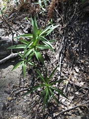 Lilium parryi