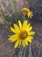 Helianthus gracilentus