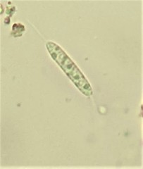 Menispora