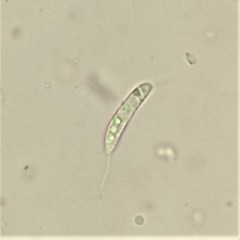Menispora