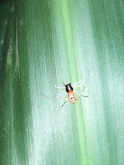 Poecilothomisus speciosus