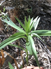 Lilium parryi