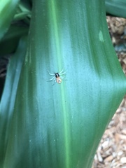 Poecilothomisus speciosus