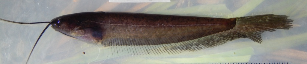 Dusky sheatfish (Silurichthys phaiosoma) — Siluridae