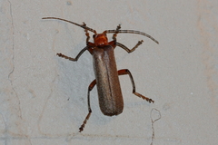 Pacificanthia consors