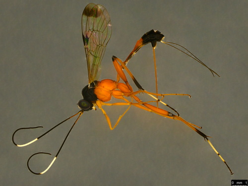 Leptobatopsis mesominiata