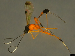 Leptobatopsis mesominiata