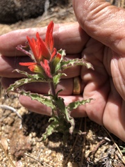 Castilleja applegatei