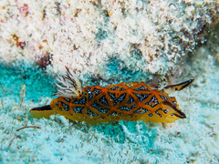 Halgerda indotessellata