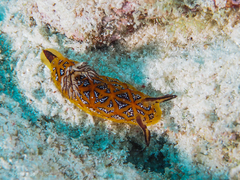 Halgerda indotessellata