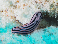 Phyllidiella rosans