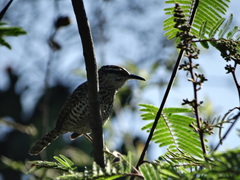 Campylorhynchus jocosus