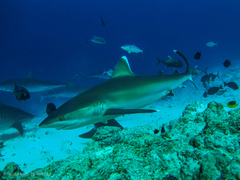 Carcharhinus albimarginatus