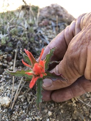 Castilleja applegatei