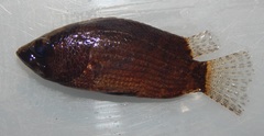 Nandus nebulosus