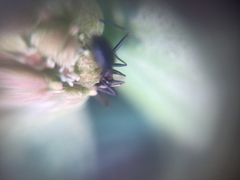 Euphorbia