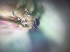 Euphorbia