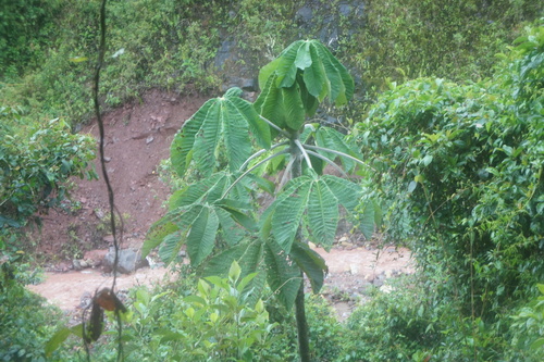 Foto de Embaúba-branca