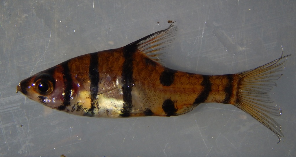 Eightband false barb (Eirmotus octozona) — Cyprinidae