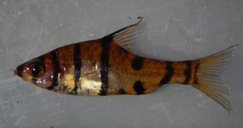 Eightband false barb (Eirmotus octozona) — Cyprinidae