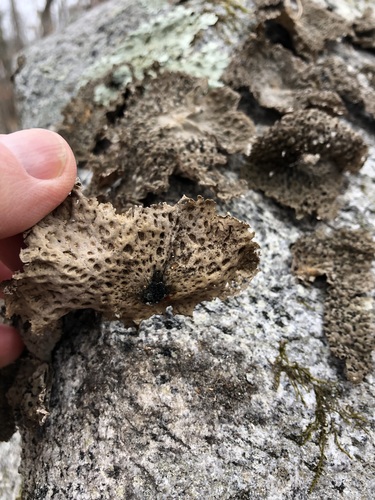 Common Toadskin Lichen