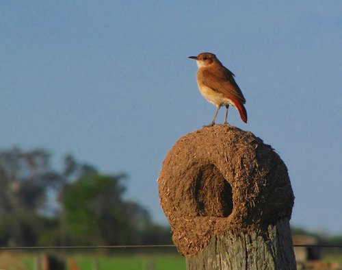 Rufous Hornero, photo 3 of 10